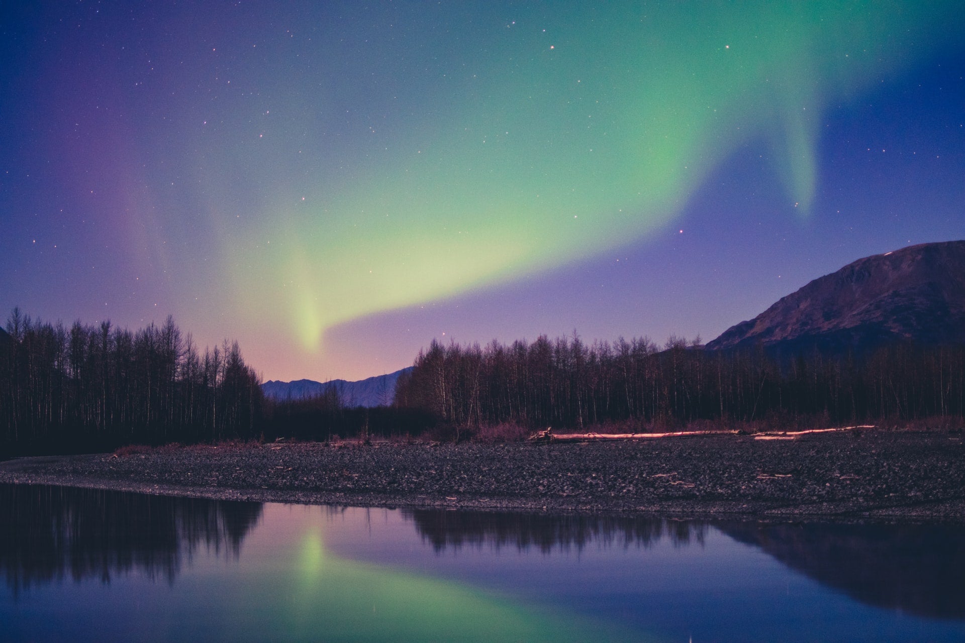 Alaskan Forest