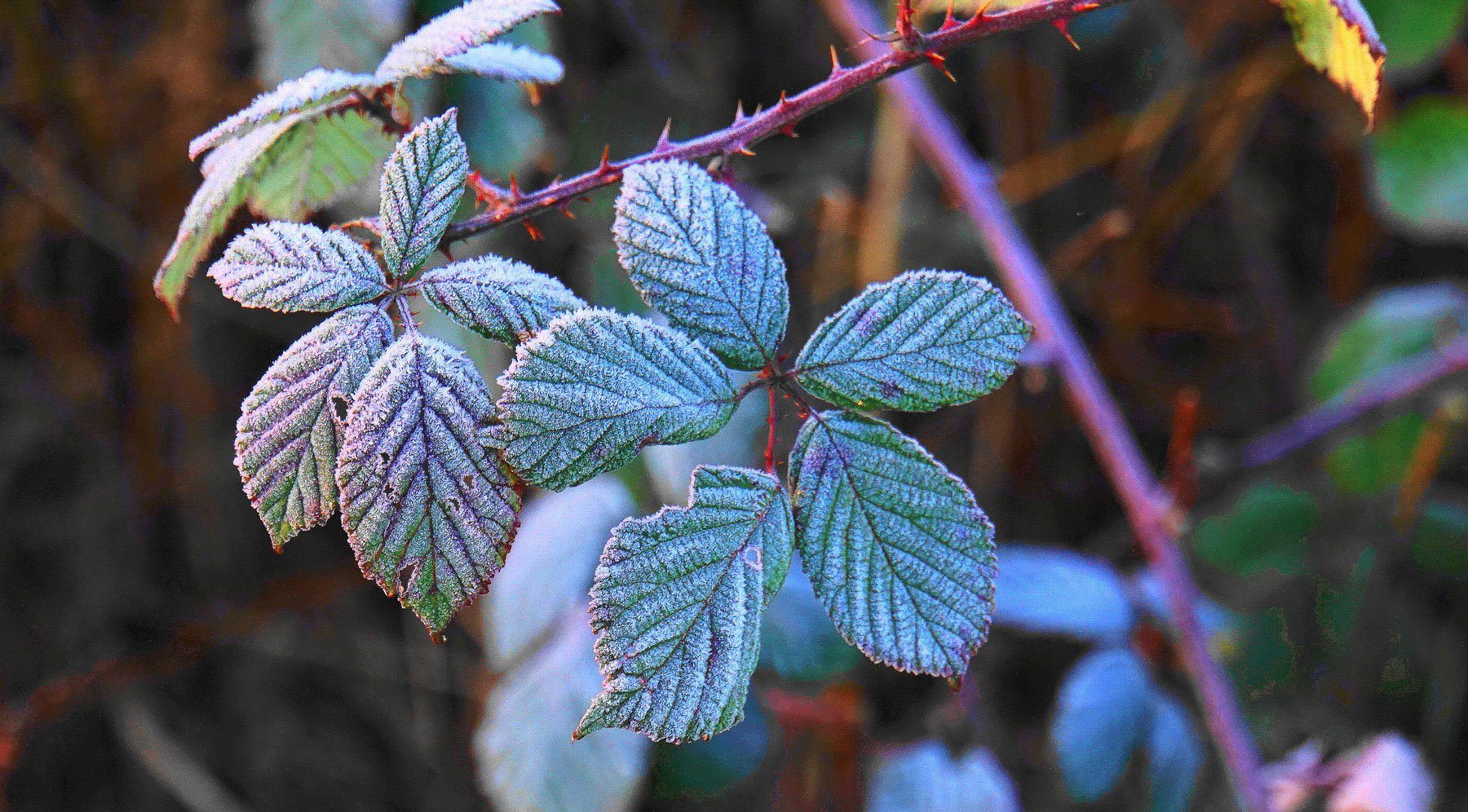 Frost-covered blackberry leaves and unripe berries on a vine