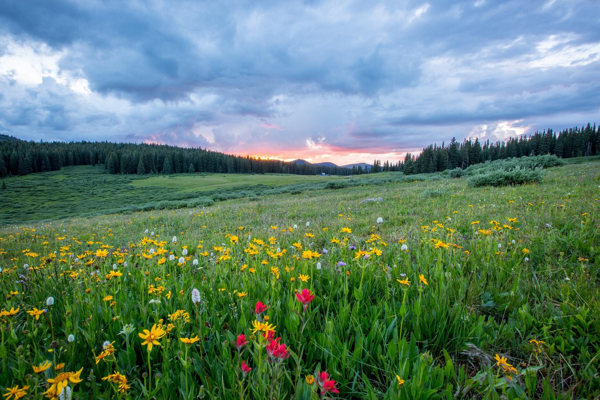 Spring wildflower meadow with yellow and red blooms under a cloudy sky
