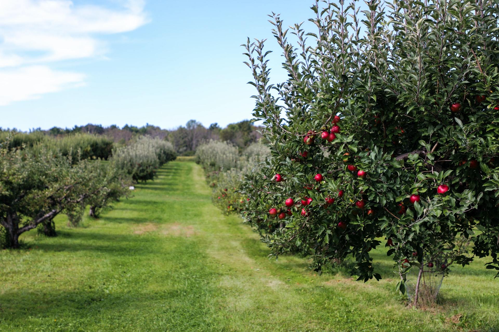 Green apple orchard path with rows of fruit trees under blue sky