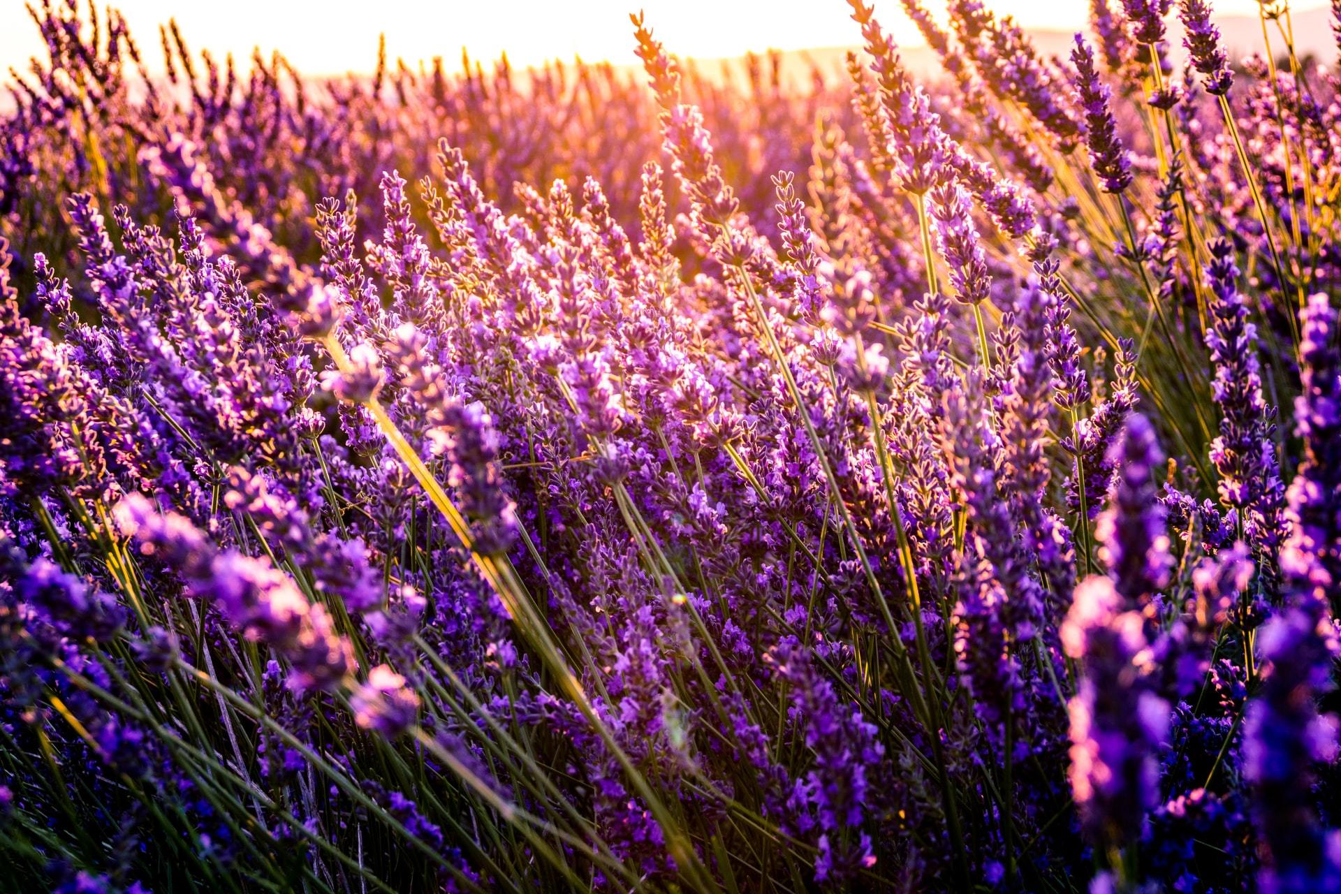 Purple lavender field glowing in golden sunset light