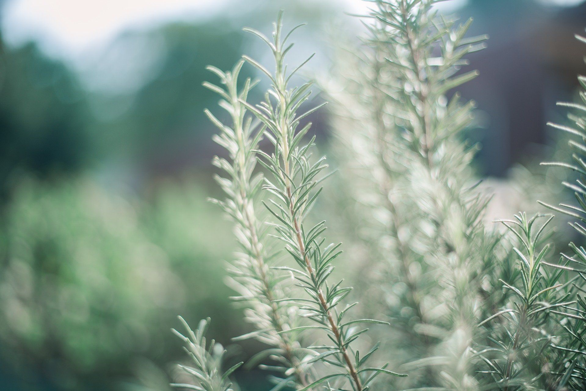 Fresh rosemary sprigs growing in a sunlit garden